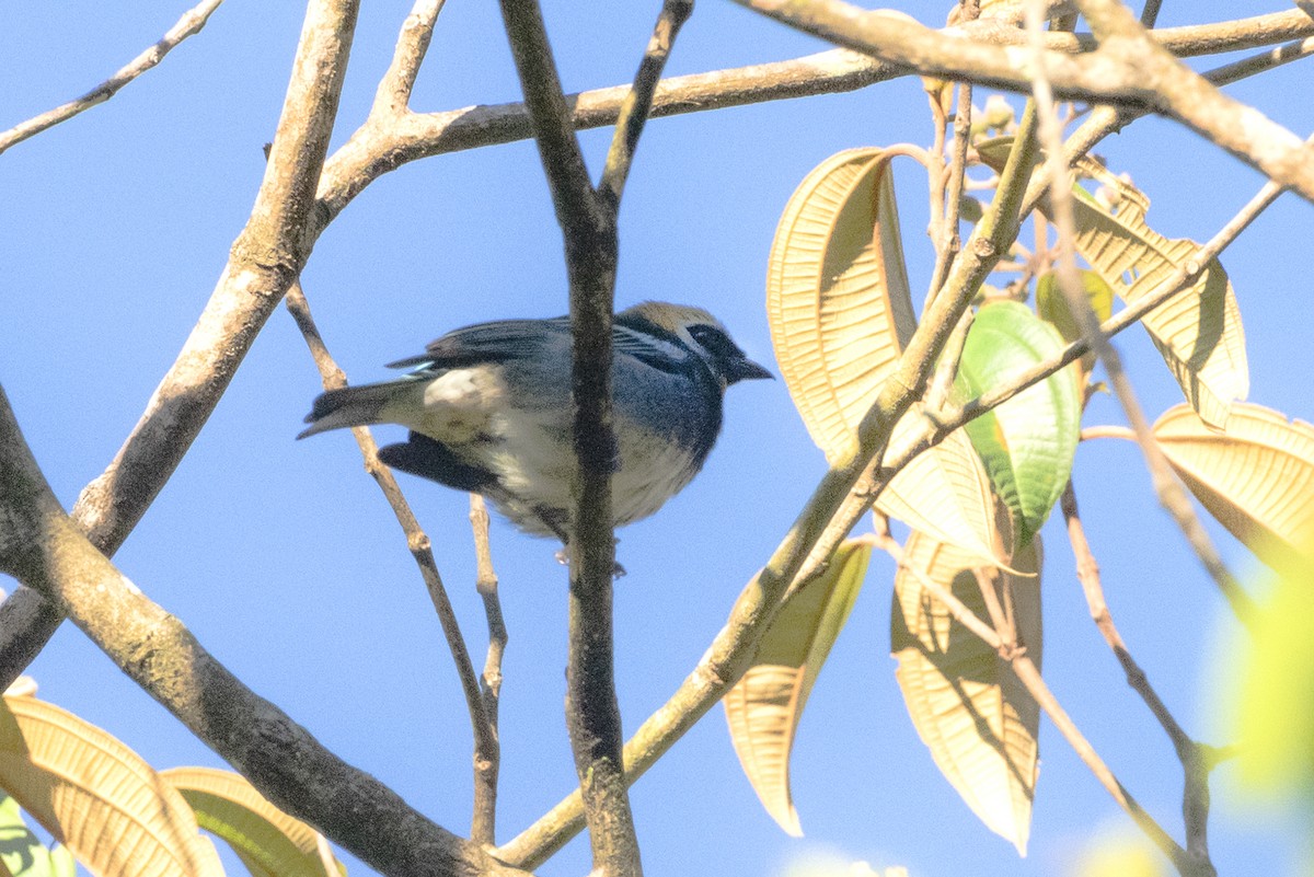 Golden-hooded Tanager - ML643893283