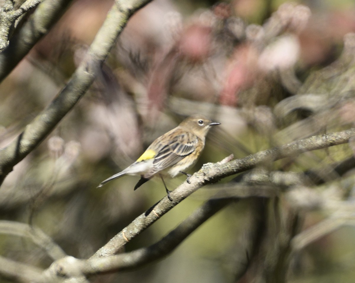 Yellow-rumped Warbler - ML643893285