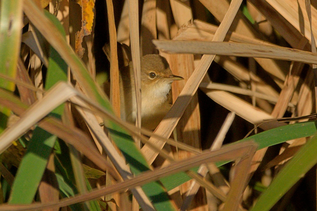 Common Reed Warbler - ML643893302