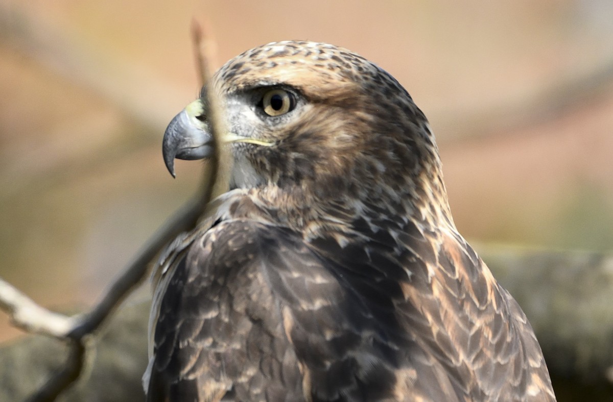 Red-tailed Hawk - ML643893305