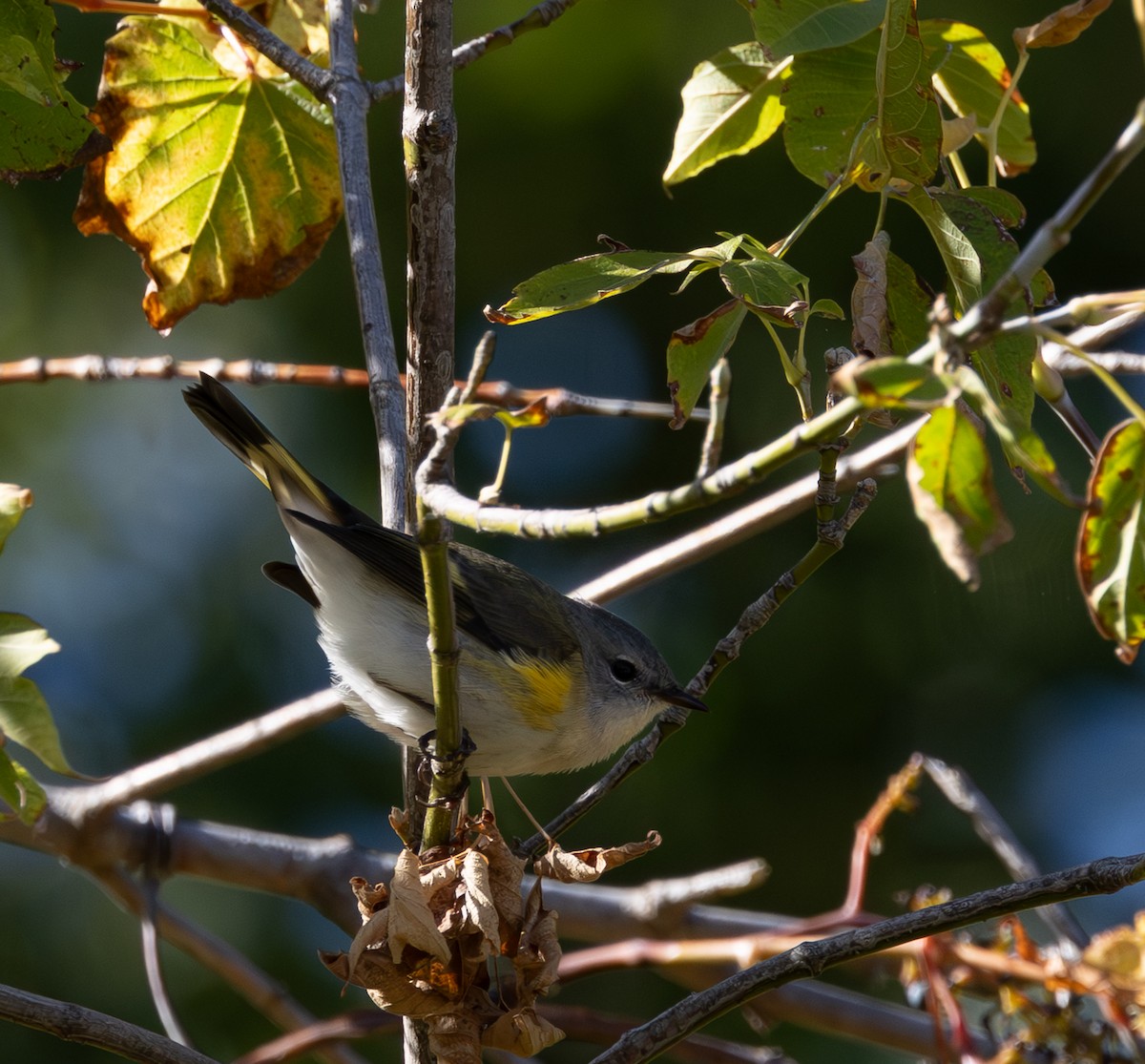 American Redstart - ML643893306