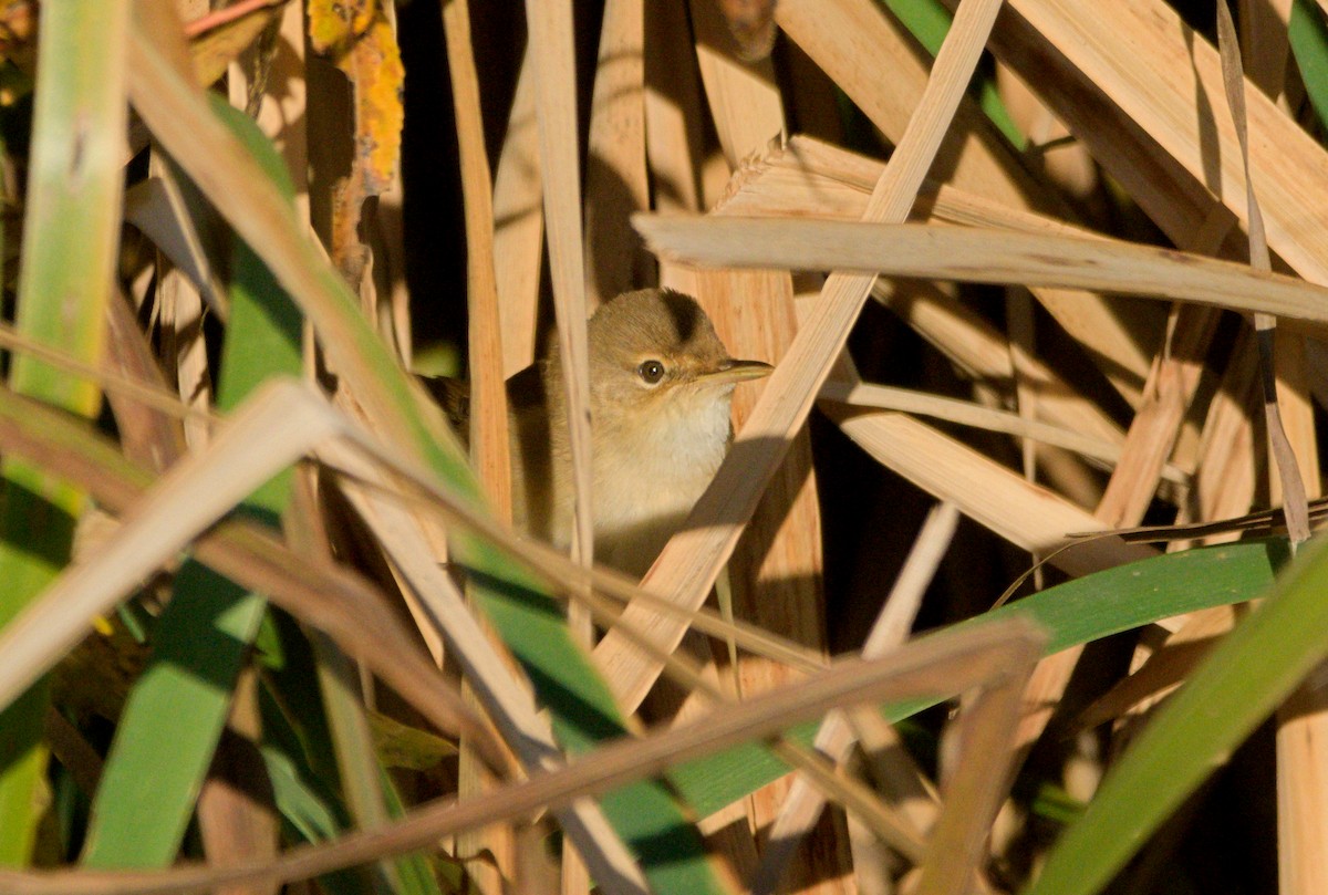 Common Reed Warbler - ML643893307