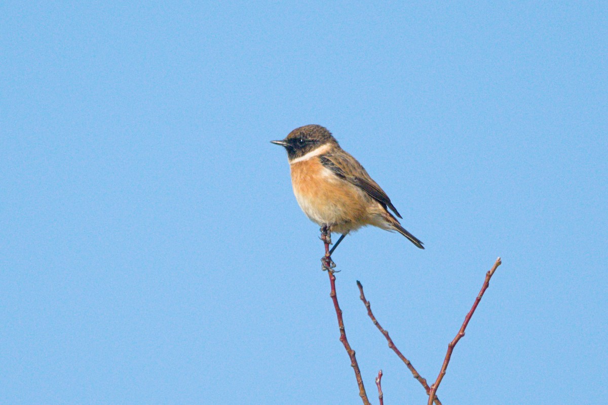 European Stonechat - ML643893323