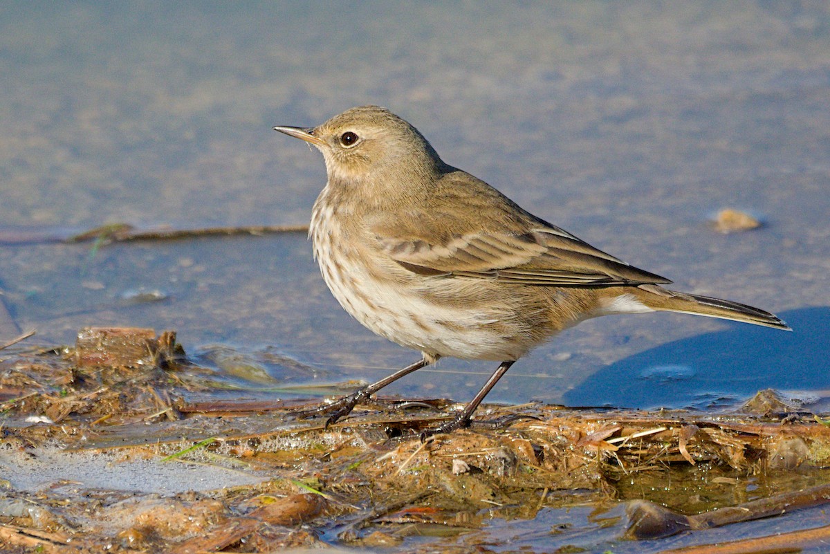 Water Pipit - ML643893354