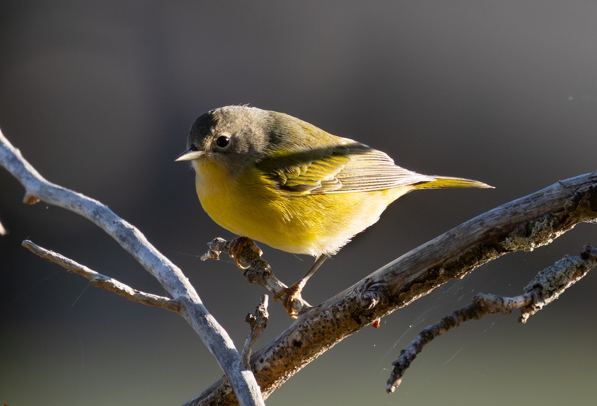 Nashville Warbler - ML643893362