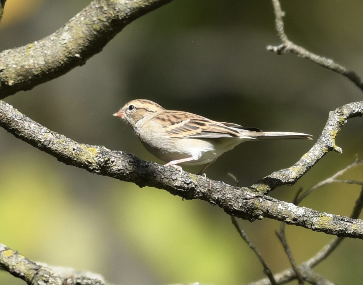 Chipping Sparrow - ML643893366