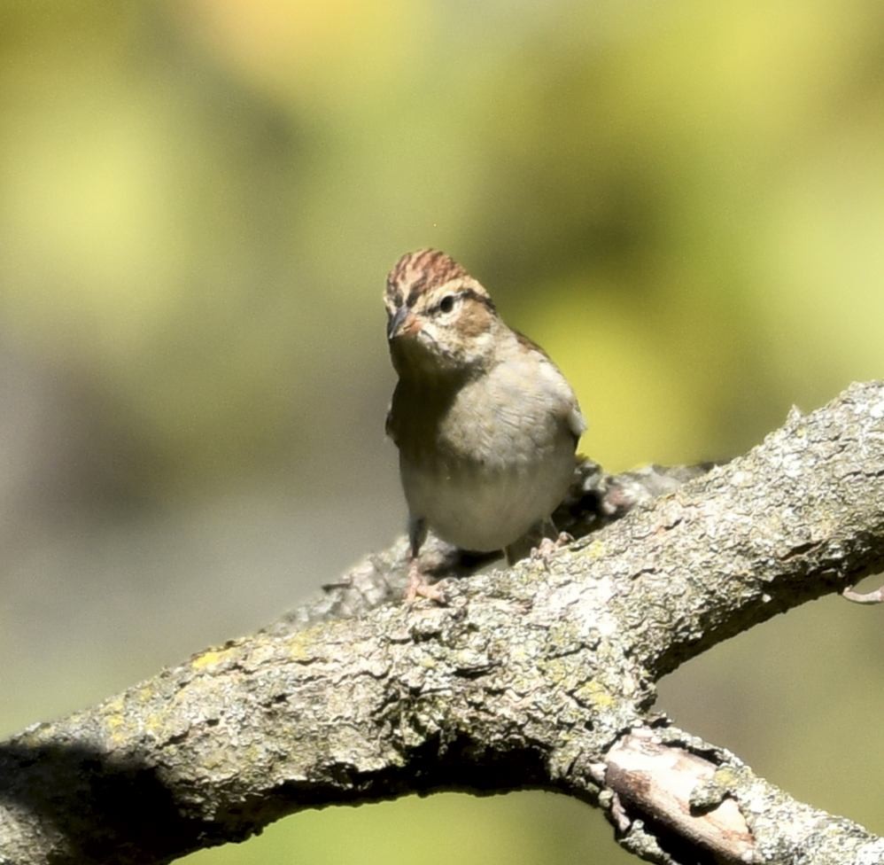 Chipping Sparrow - ML643893369