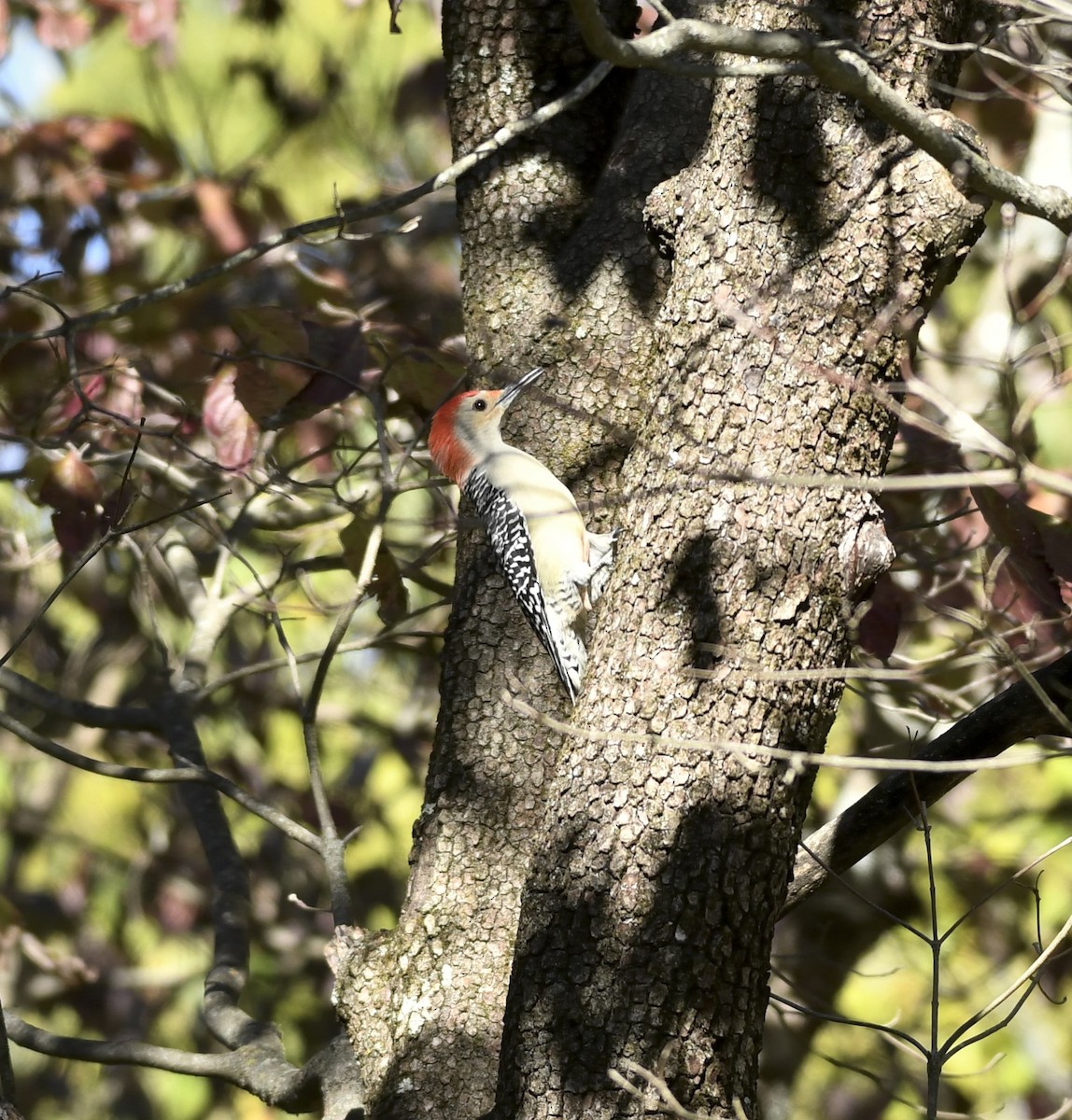 Red-bellied Woodpecker - ML643893381