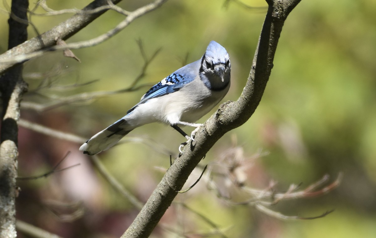 Blue Jay - ML643893383