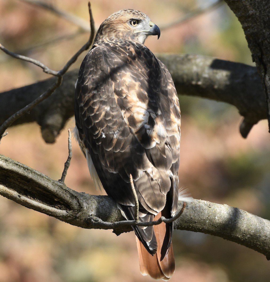 Red-tailed Hawk - ML643893396