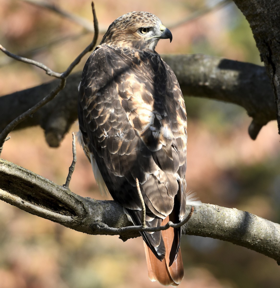 Red-tailed Hawk - ML643893398