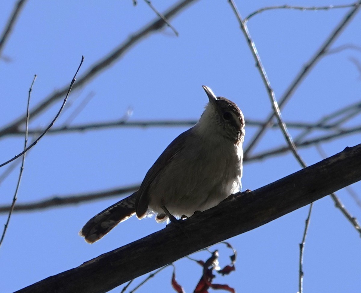 Troglodyte de Bewick - ML643893399