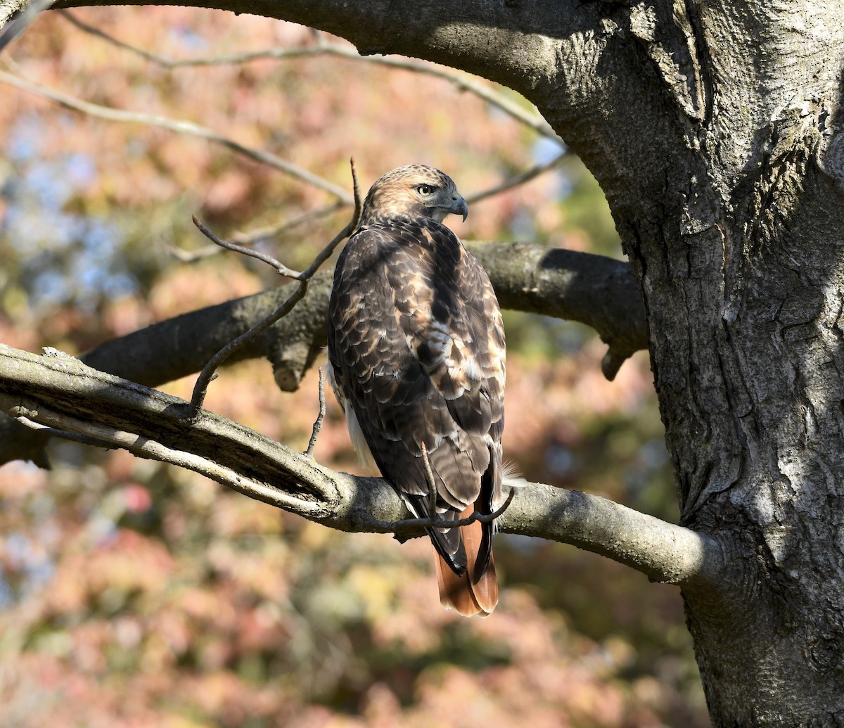 Red-tailed Hawk - ML643893400