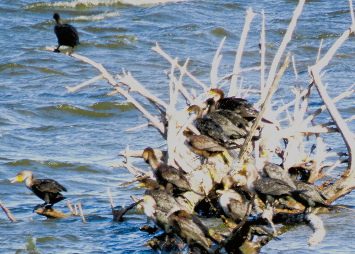 Double-crested Cormorant - ML643893402