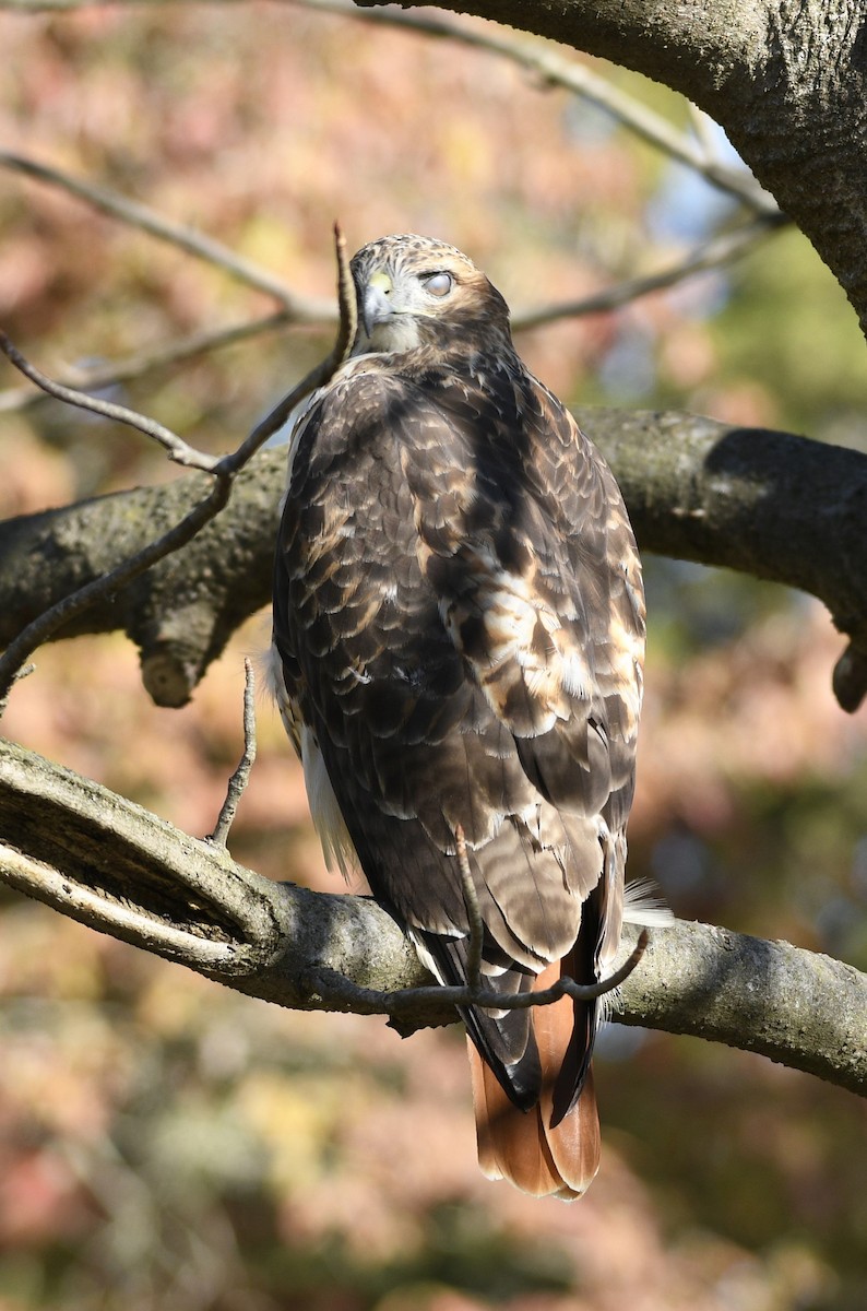 Red-tailed Hawk - ML643893411
