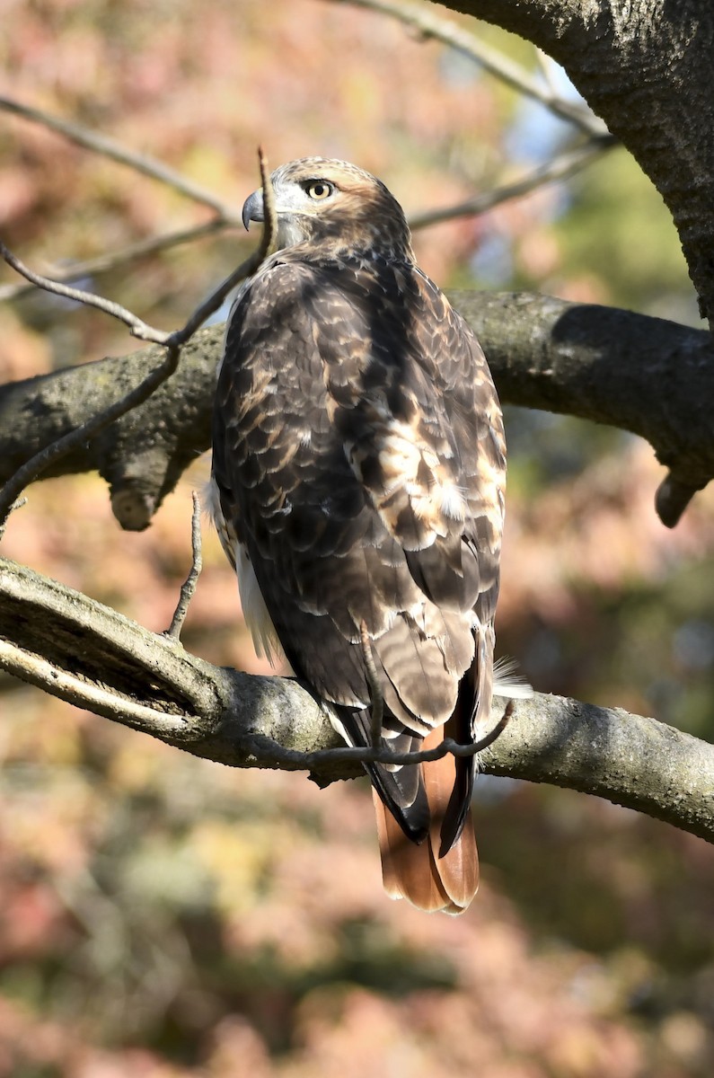 Red-tailed Hawk - ML643893414