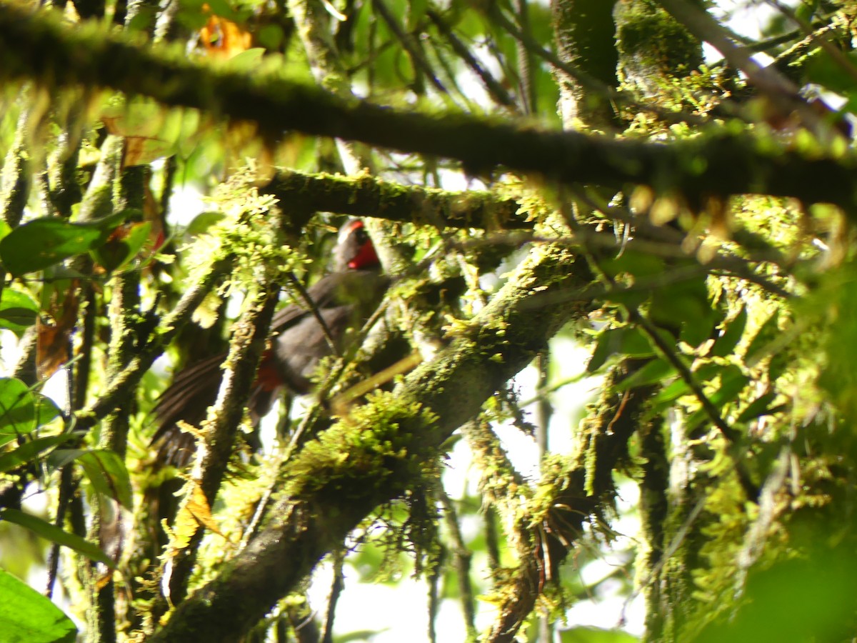 Rosy Thrush-Tanager - ML643893416