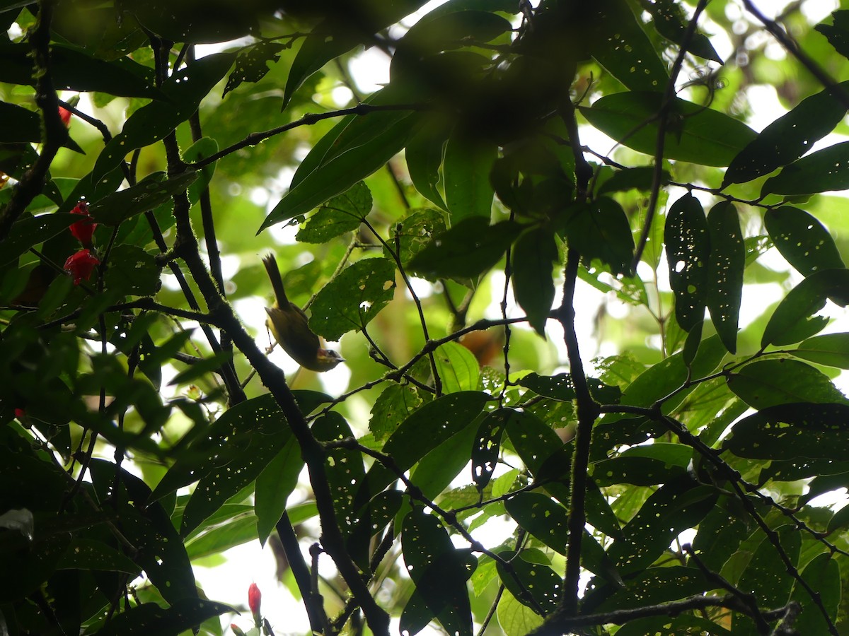 Chestnut-capped Warbler - ML643893430