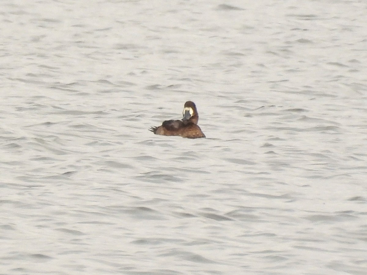 Greater Scaup - ML643893448