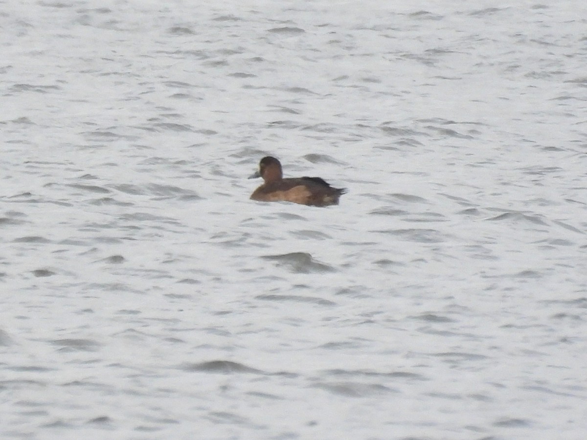 Greater Scaup - ML643893454