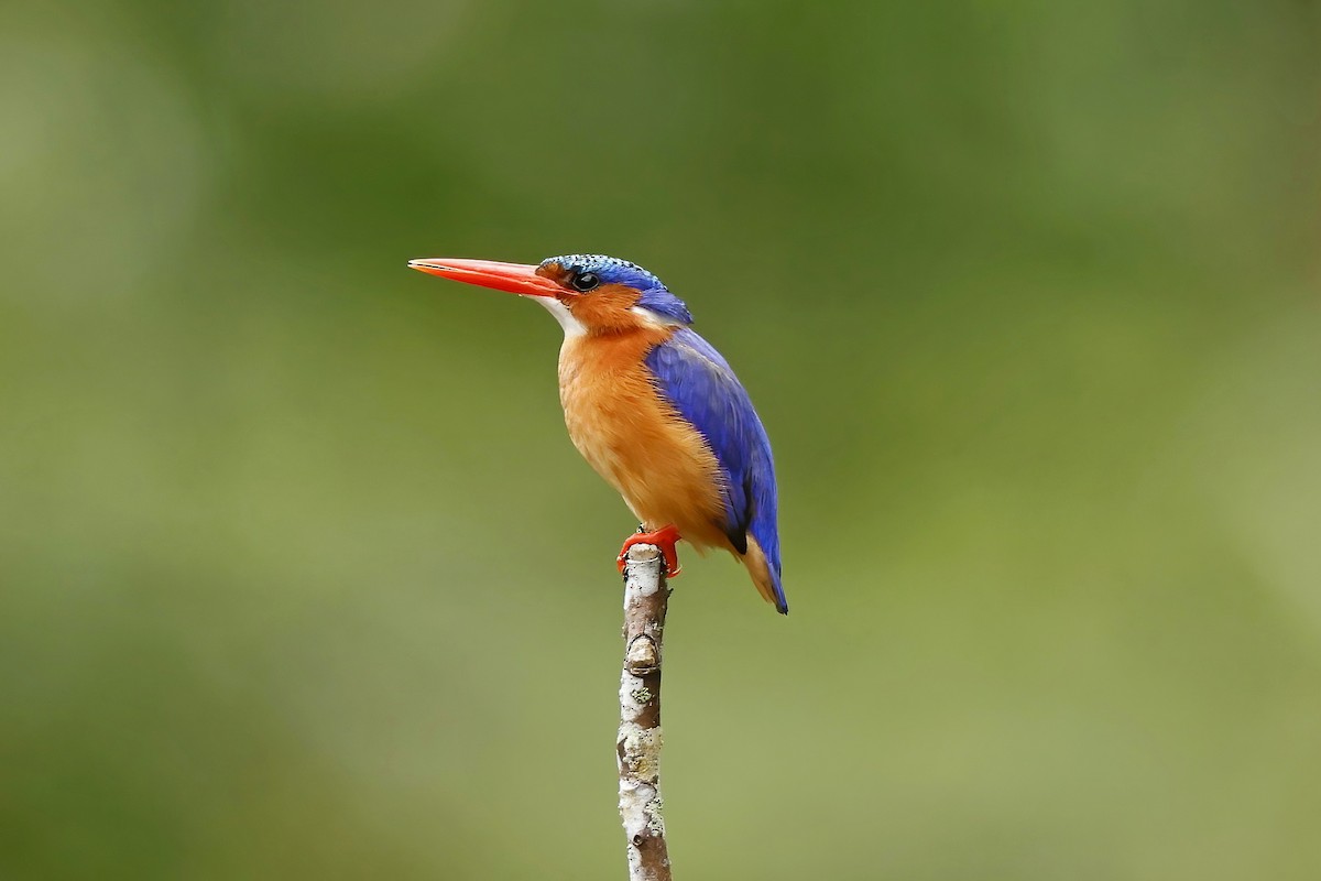 Malachite Kingfisher - ML643893467