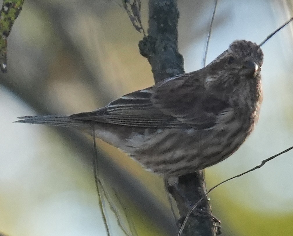 Purple Finch - ML643893481