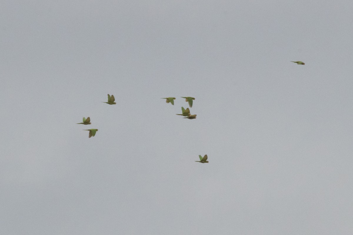 Mitred Parakeet - ML643893486