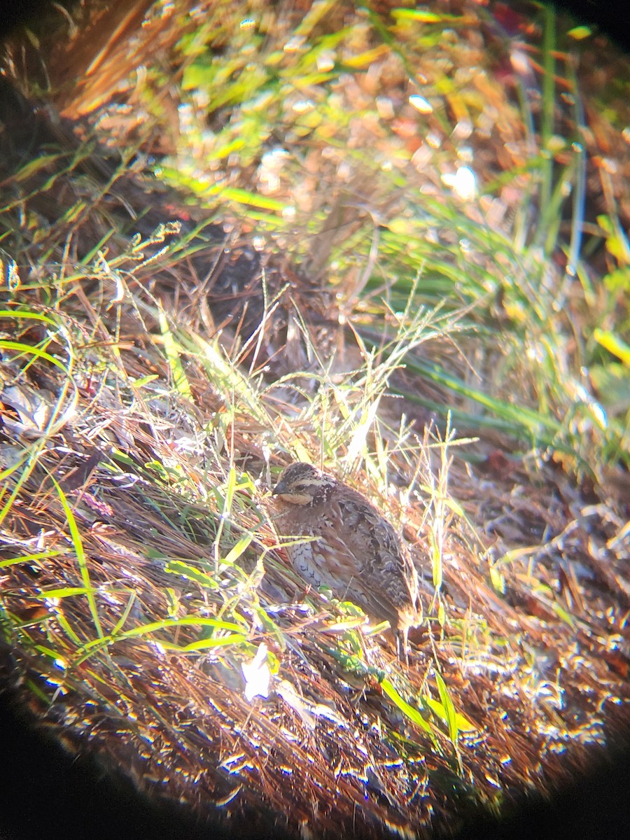 Northern Bobwhite - ML643893487