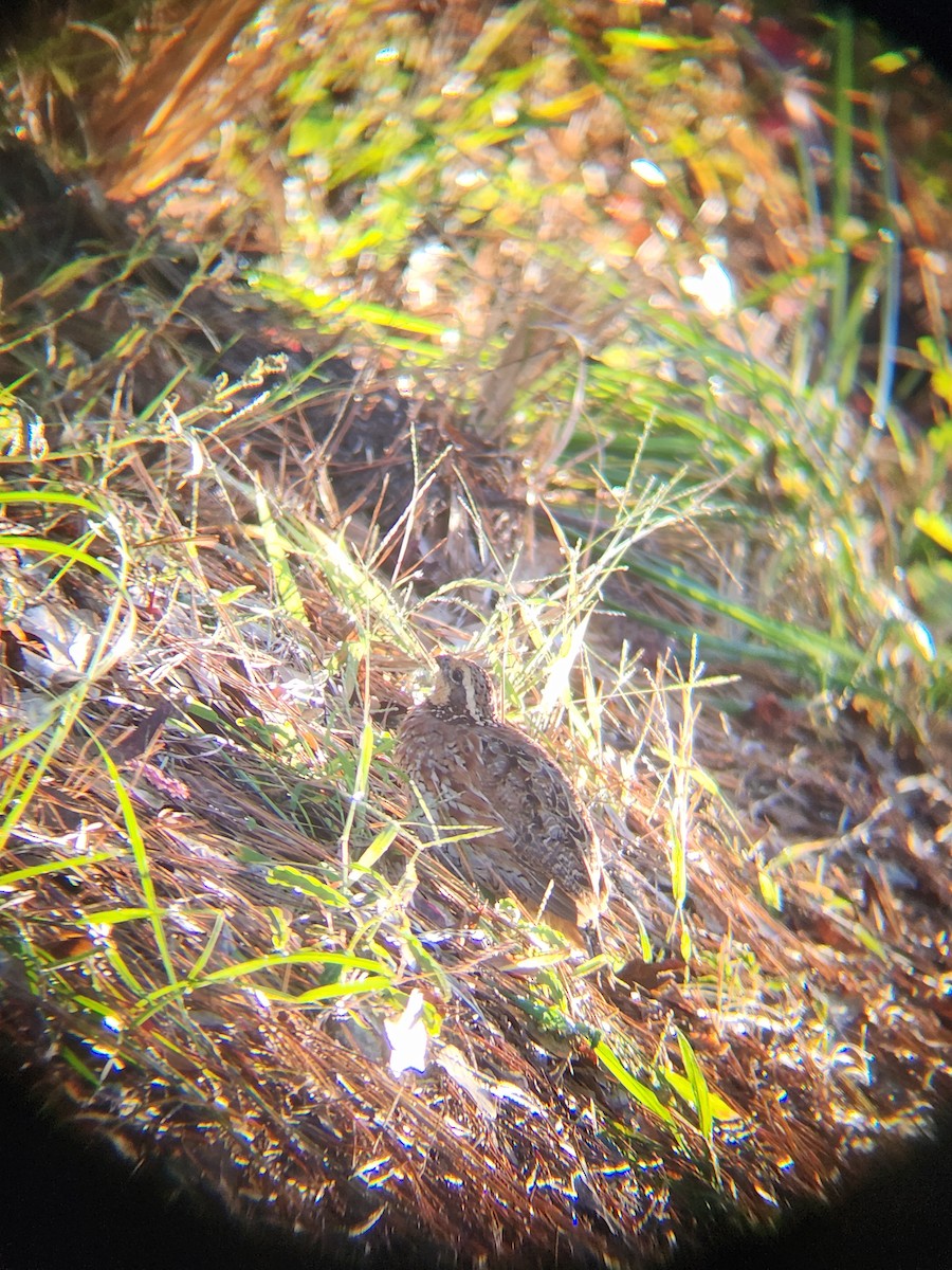 Northern Bobwhite - ML643893488