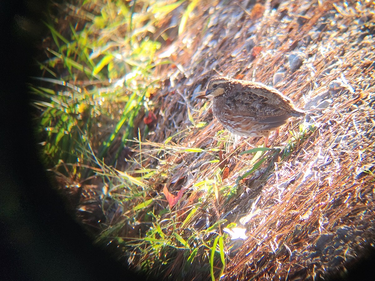Northern Bobwhite - ML643893489