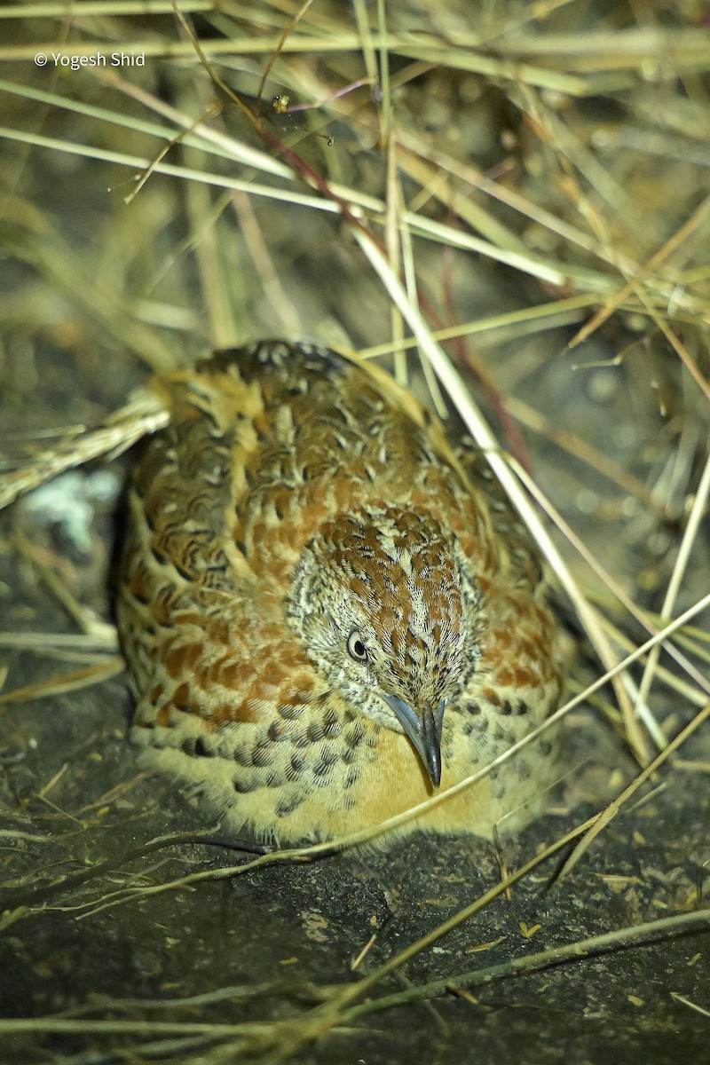 Small Buttonquail - ML643893490