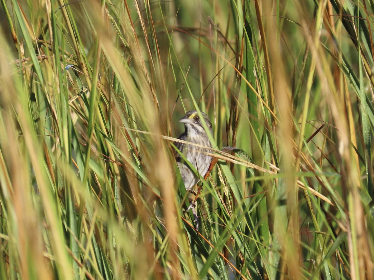 Seaside Sparrow - ML643893492