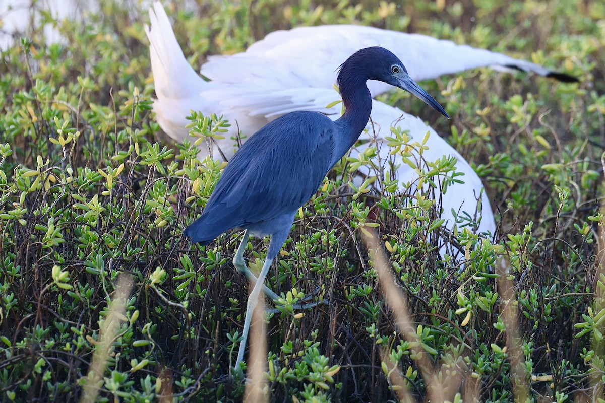 Little Blue Heron - ML643893496