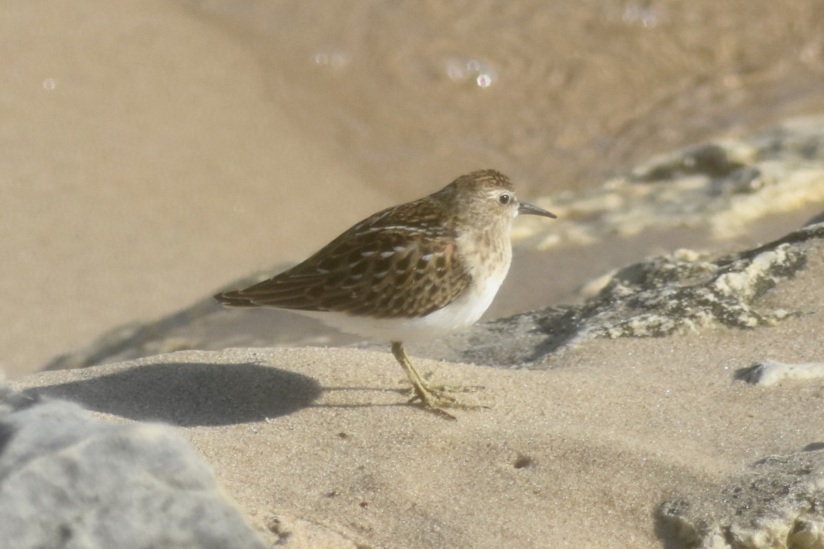 Least Sandpiper - ML643893503