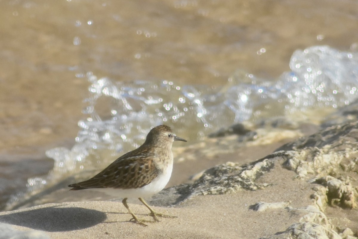 Least Sandpiper - ML643893504