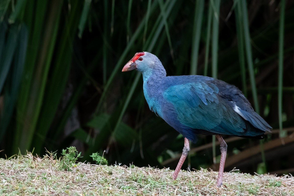Uroilo urdin burugrisa - ML643893518