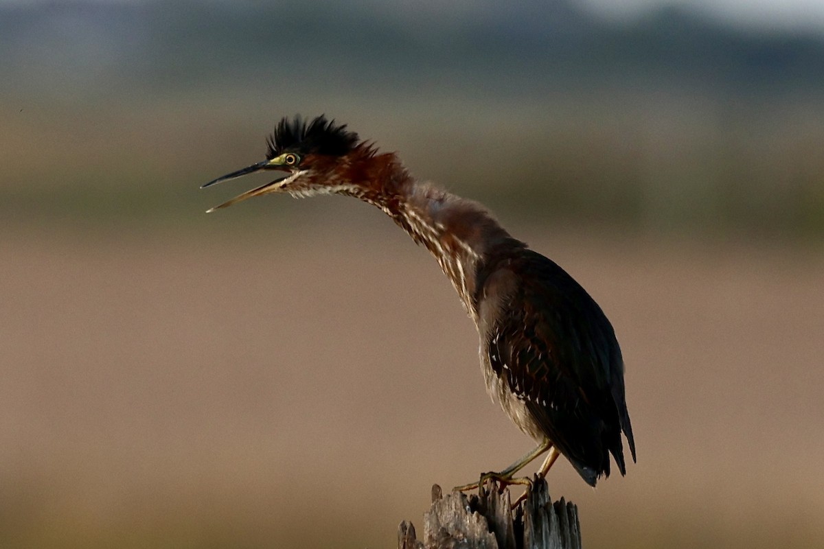 Green Heron - ML643893529