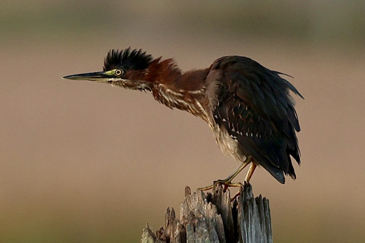 Green Heron - ML643893530