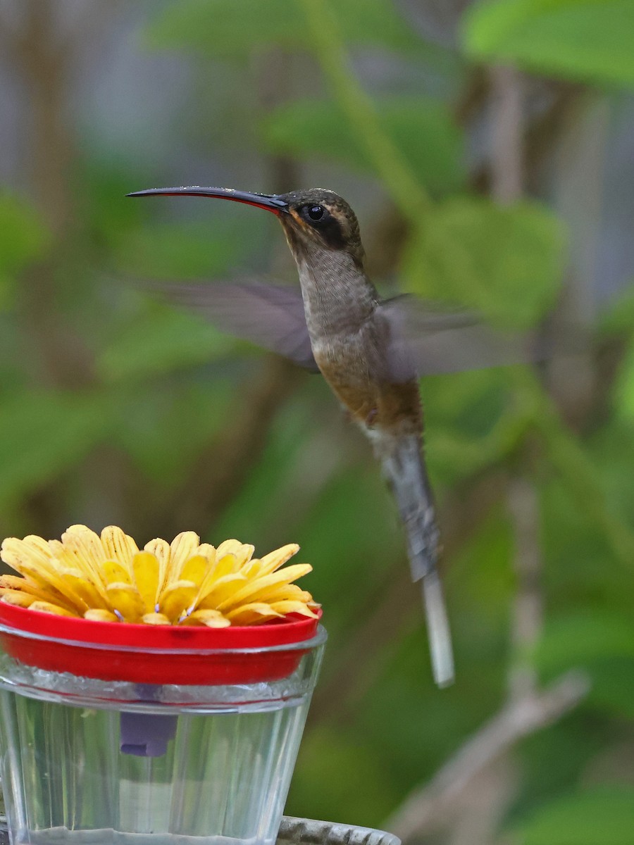 Long-tailed Hermit - ML643893533