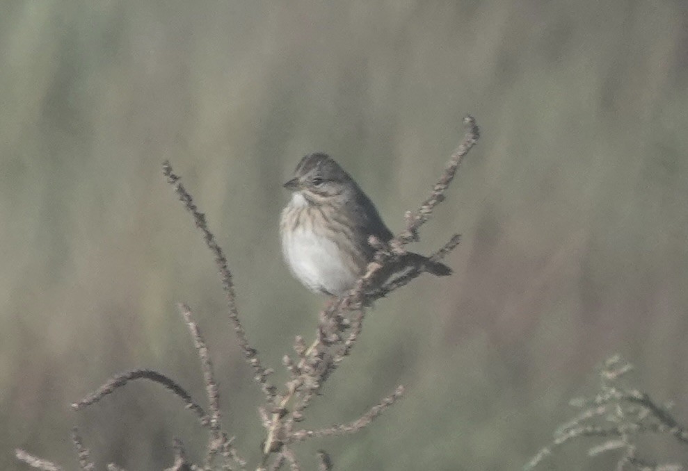 Lincoln's Sparrow - ML643893538