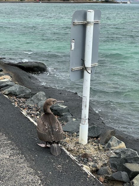 Stewart Island Shag - ML643893541