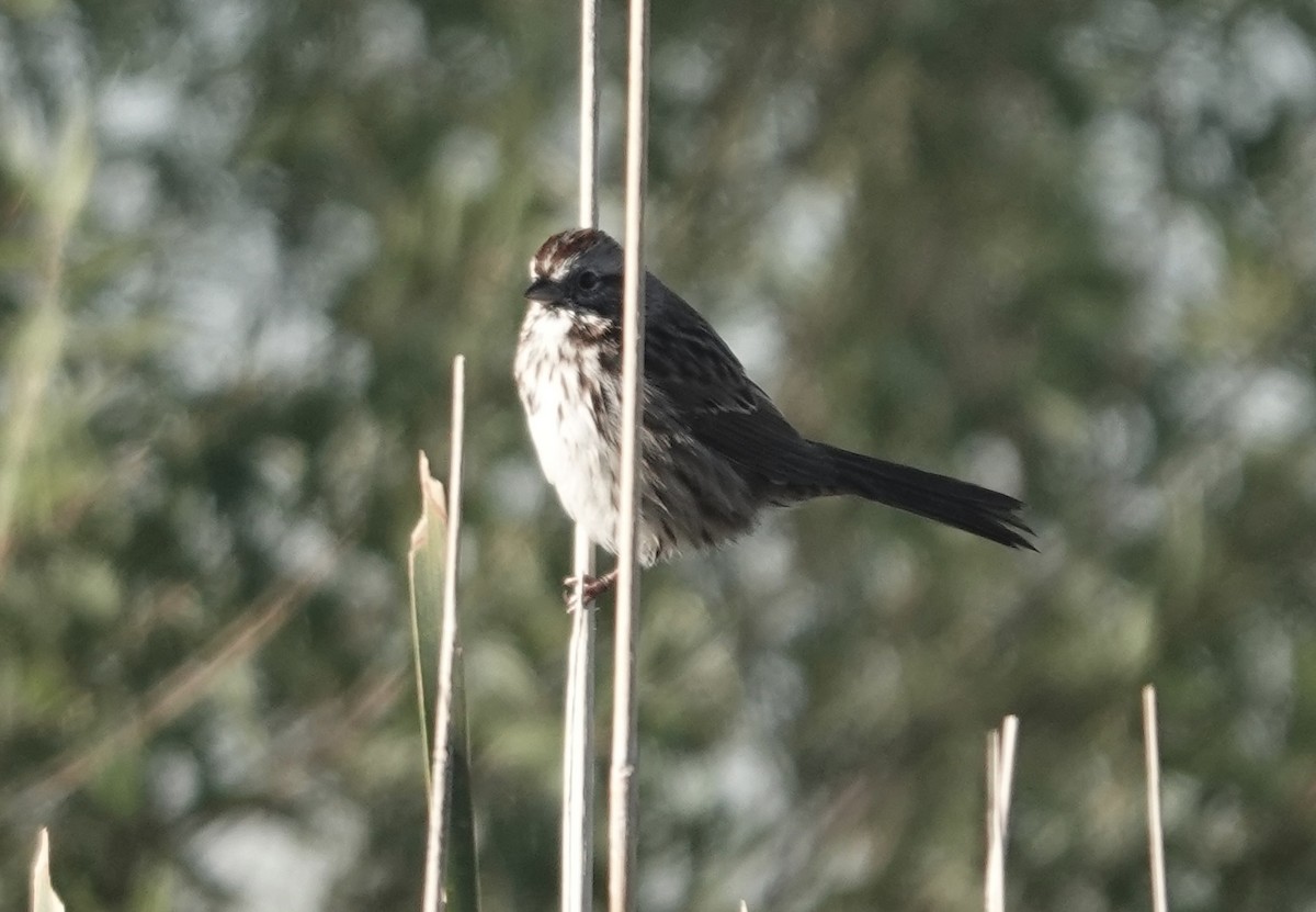 Song Sparrow - ML643893552