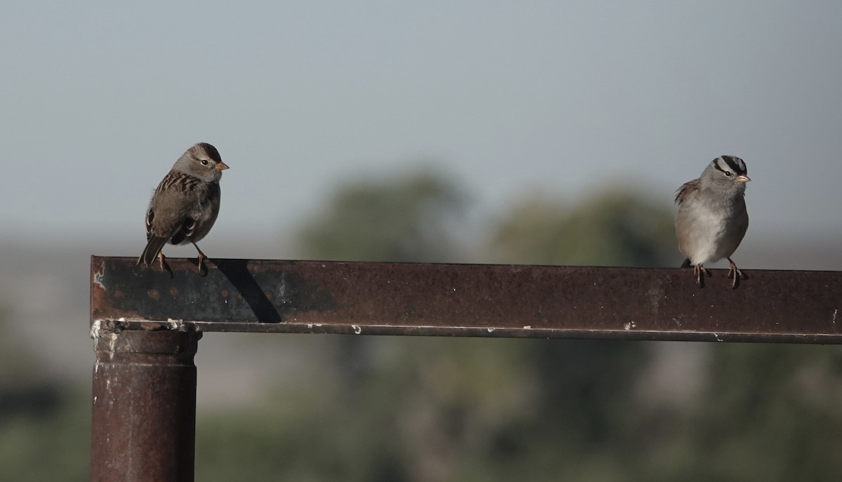 White-crowned Sparrow - ML643893564
