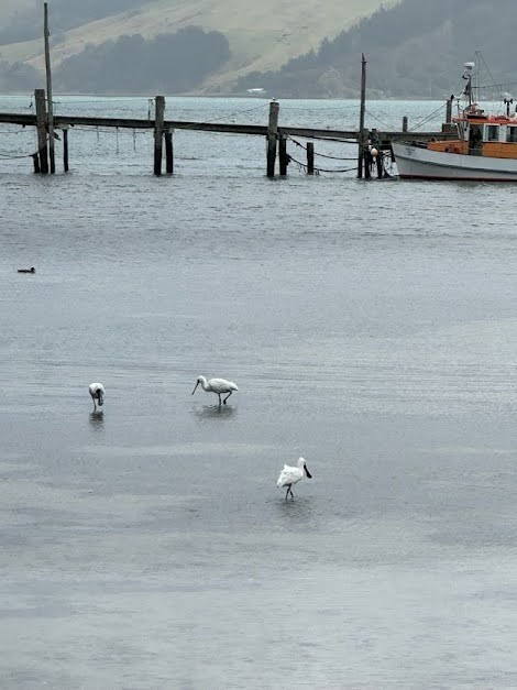 Royal Spoonbill - ML643893565