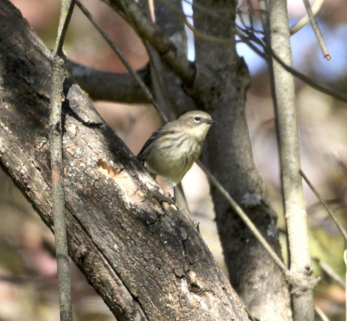 Palm Warbler - ML643893572