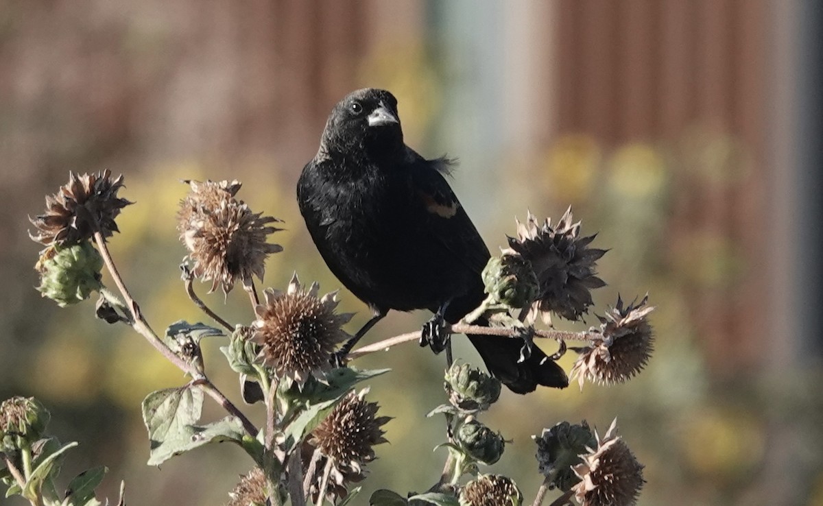 Red-winged Blackbird - ML643893583