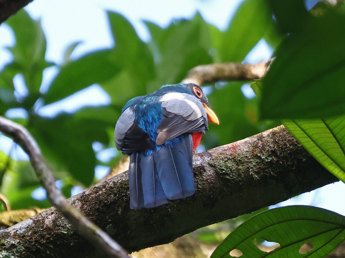 Black-tailed Trogon - ML643893586