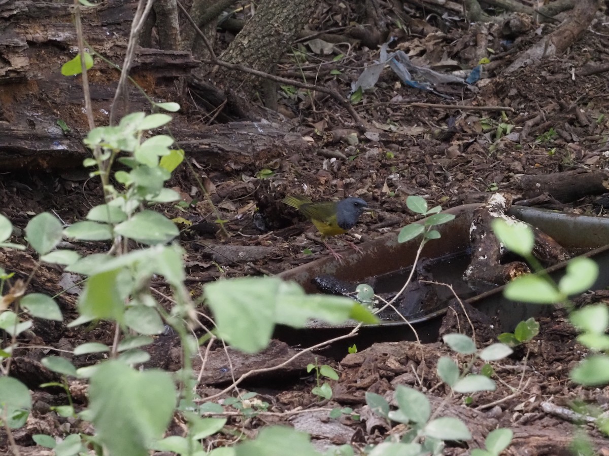 Mourning Warbler - ML643893588