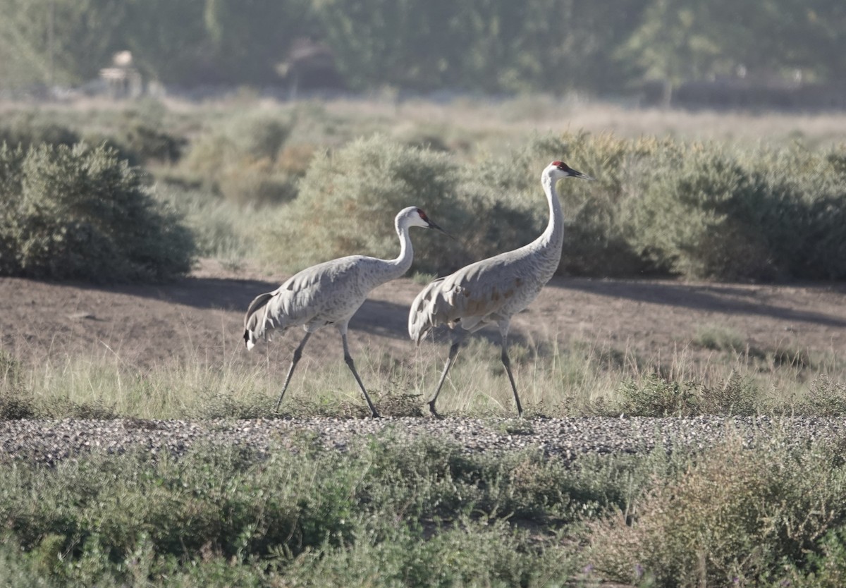 Kurrilo kanadarra - ML643893604