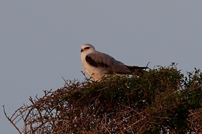White-tailed Kite - ML643893617
